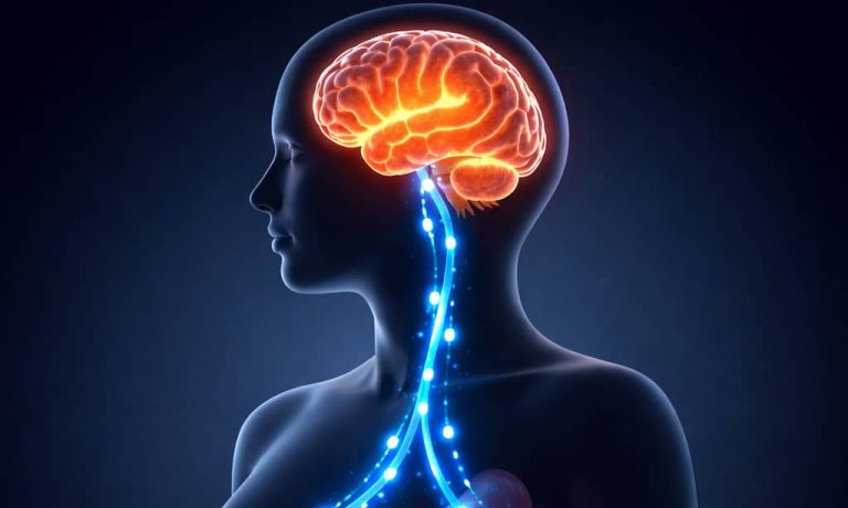 M&Aacute;S ALL&Aacute; DE LA CORAZONADA: CUANDO EL INTESTINO HABLA, EL CEREBRO ESCUCHA